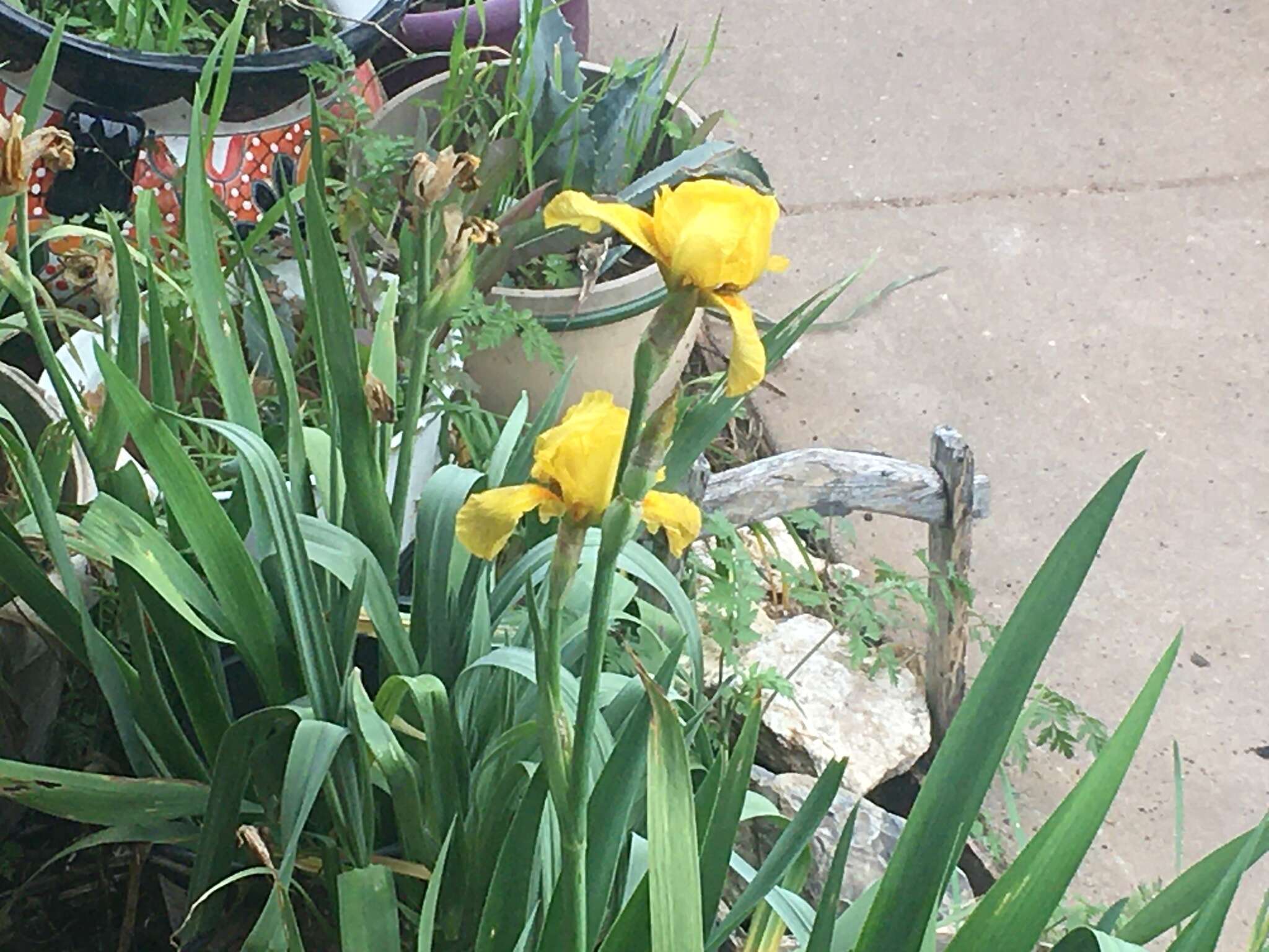 Image of Iris hybrida