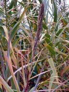 Image of giant reed