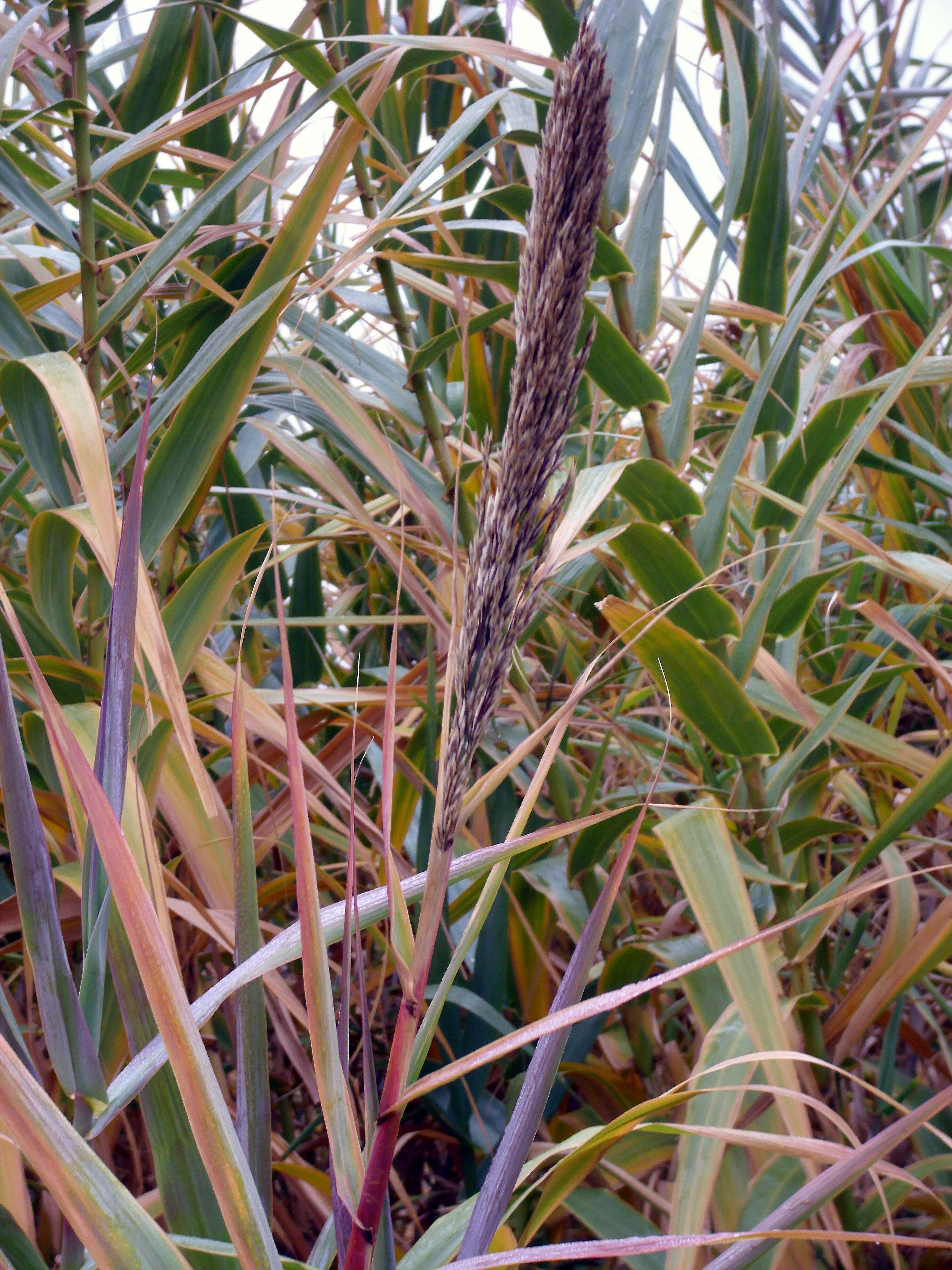 Image of giant reed