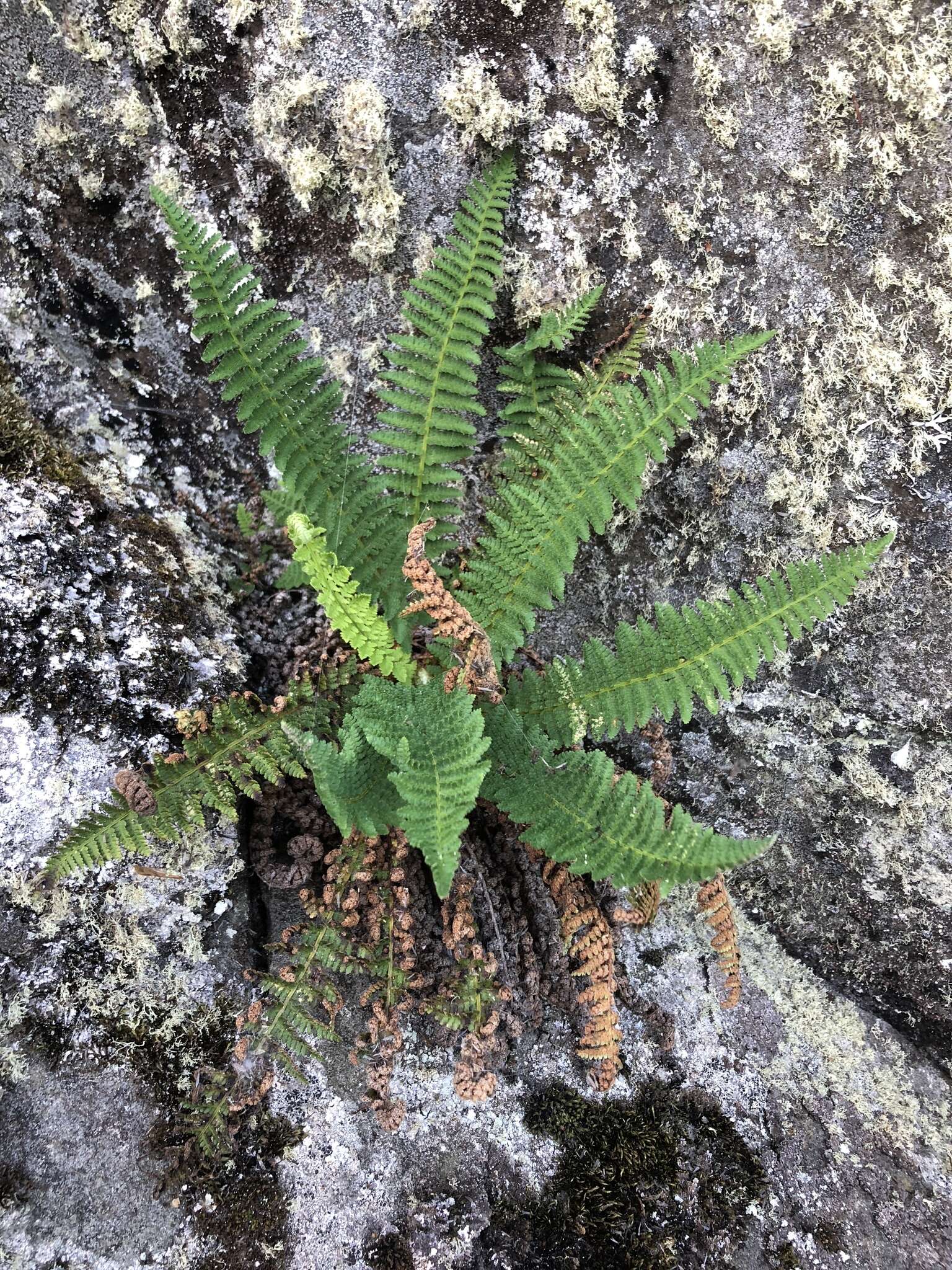 Image de Dryopteris fragrans (L.) Schott