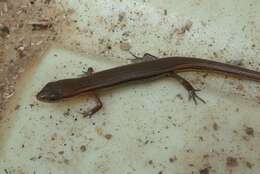 Image of Peters' Tree Skink