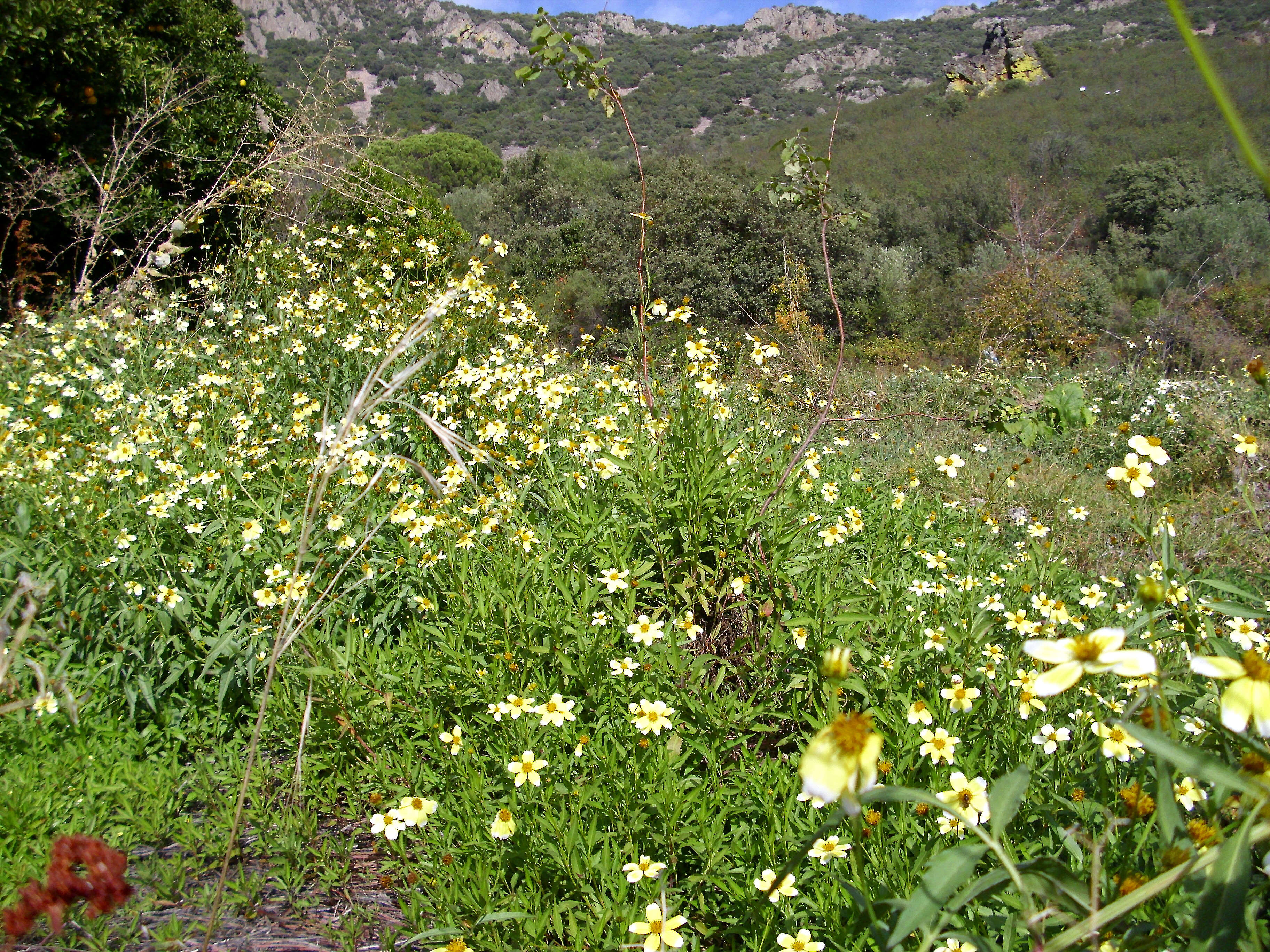 صورة Bidens aurea