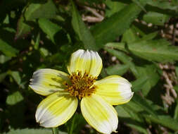 صورة Bidens aurea