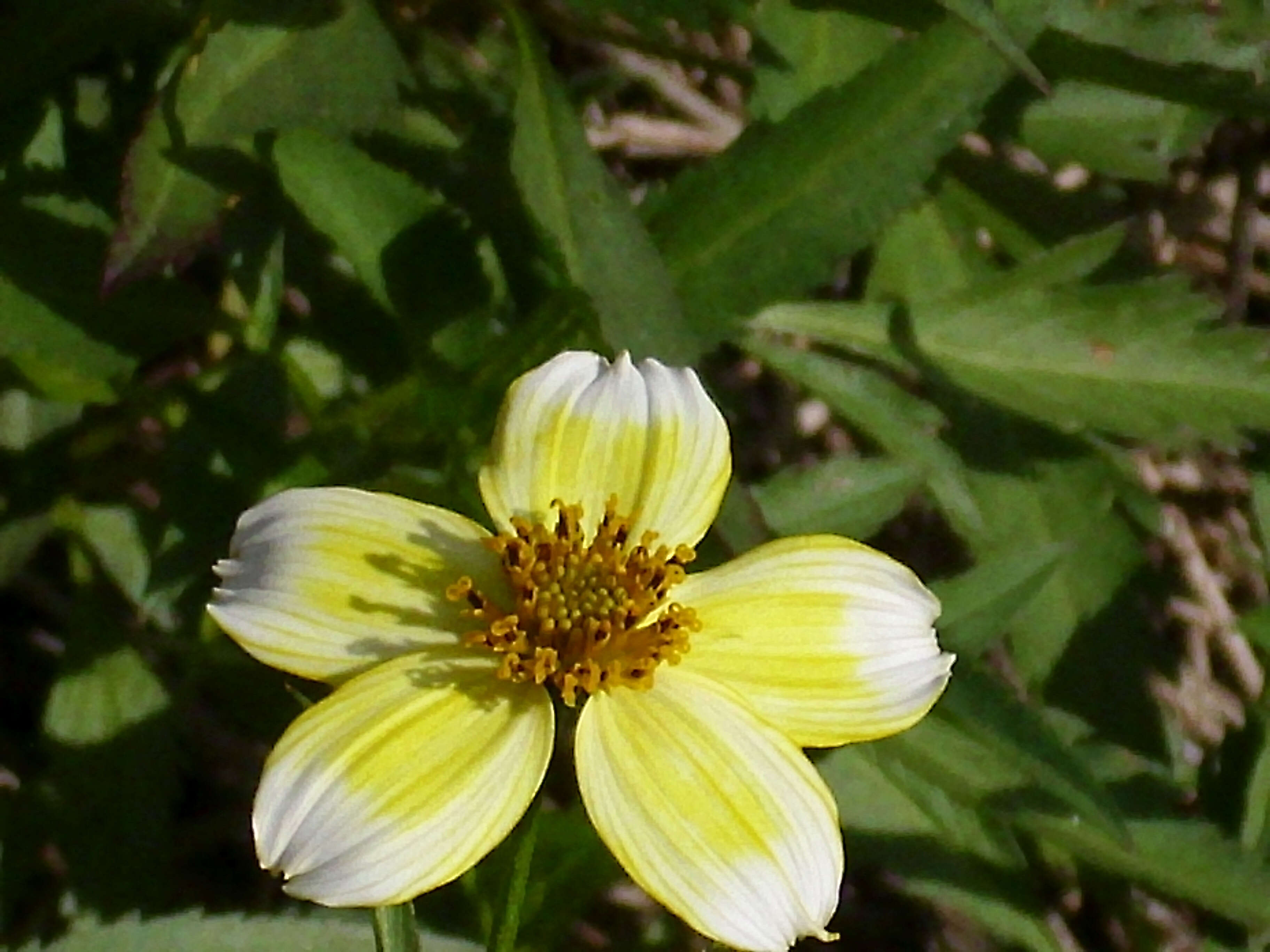 صورة Bidens aurea