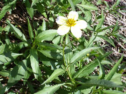 صورة Bidens aurea