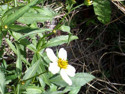 صورة Bidens aurea