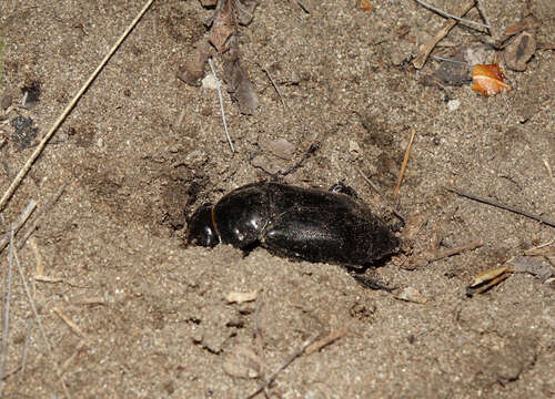 Image of Nicrophorus (Nicrophorus) morio (Gebler 1817)