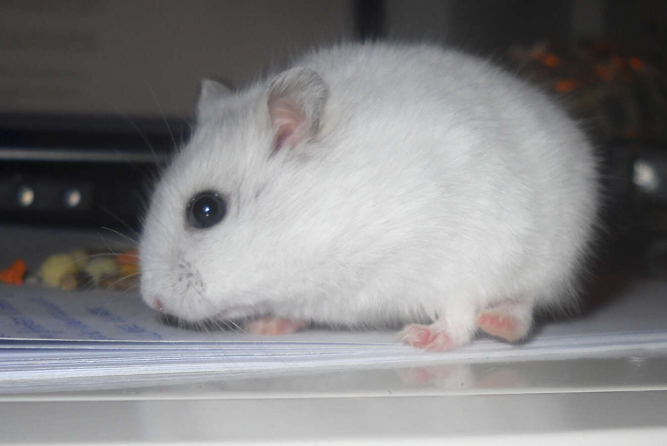 Image of Dzhungarian Hamster