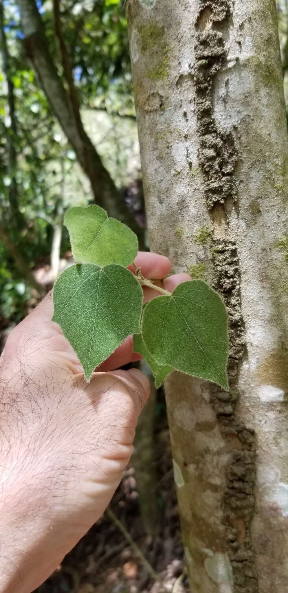 Image of Croton gossypiifolius Vahl