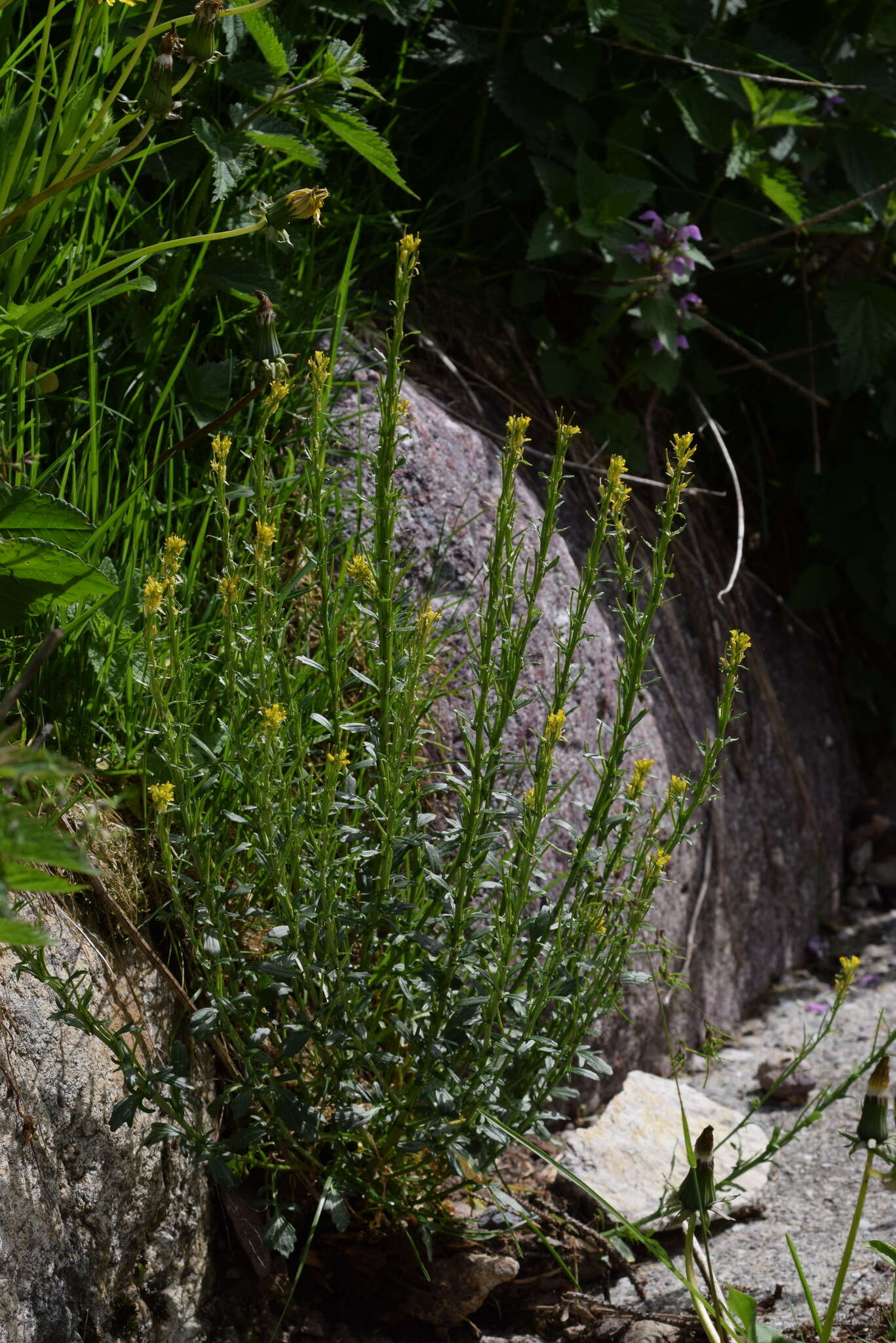 Image of Barbarea bracteosa Guss.