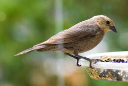 Image of Cowbird