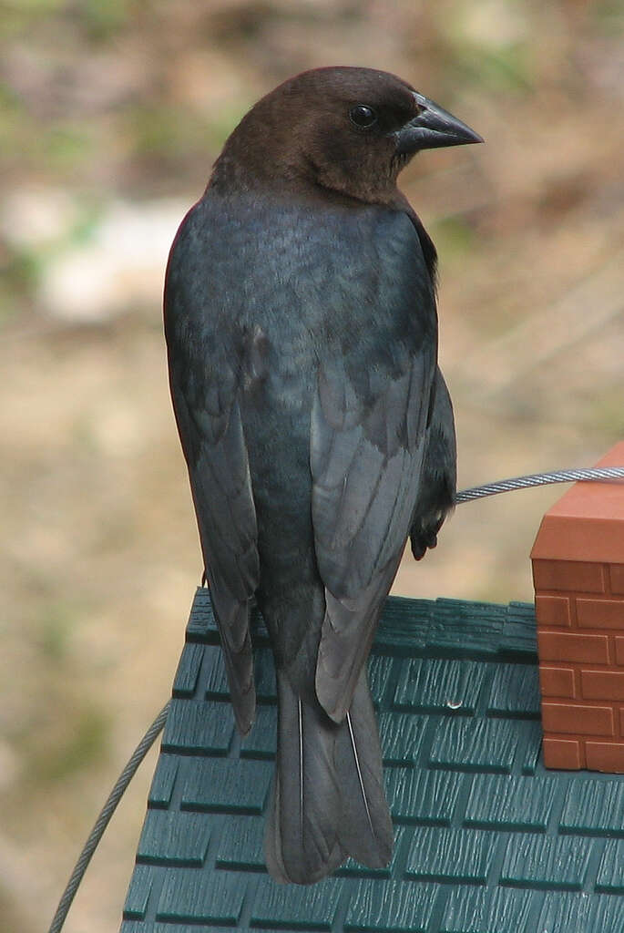 Image of Cowbird