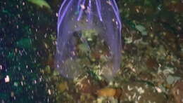 Image of short-lobed comb jelly
