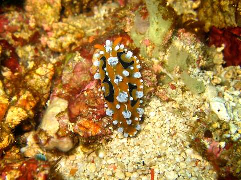 Image of Lumpy yellow eyespot slug