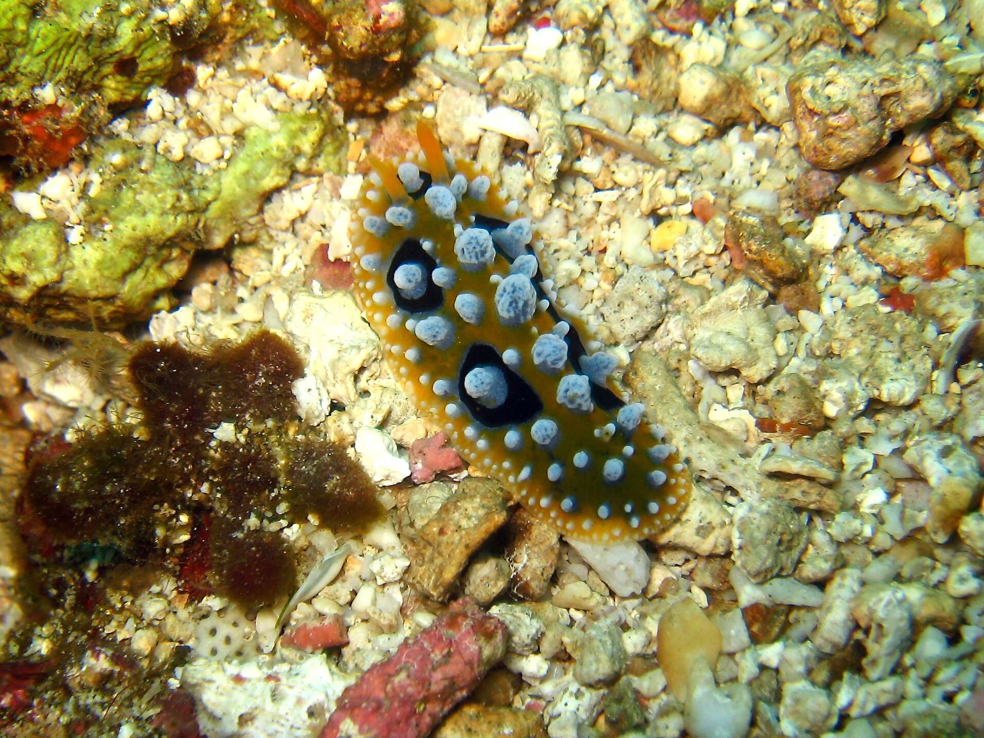 Image of Lumpy yellow eyespot slug