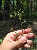 صورة Dichoropetalum caucasicum (M. Bieb.) Soldano, Galasso & Banfi