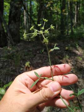 Слика од Dichoropetalum caucasicum (M. Bieb.) Soldano, Galasso & Banfi