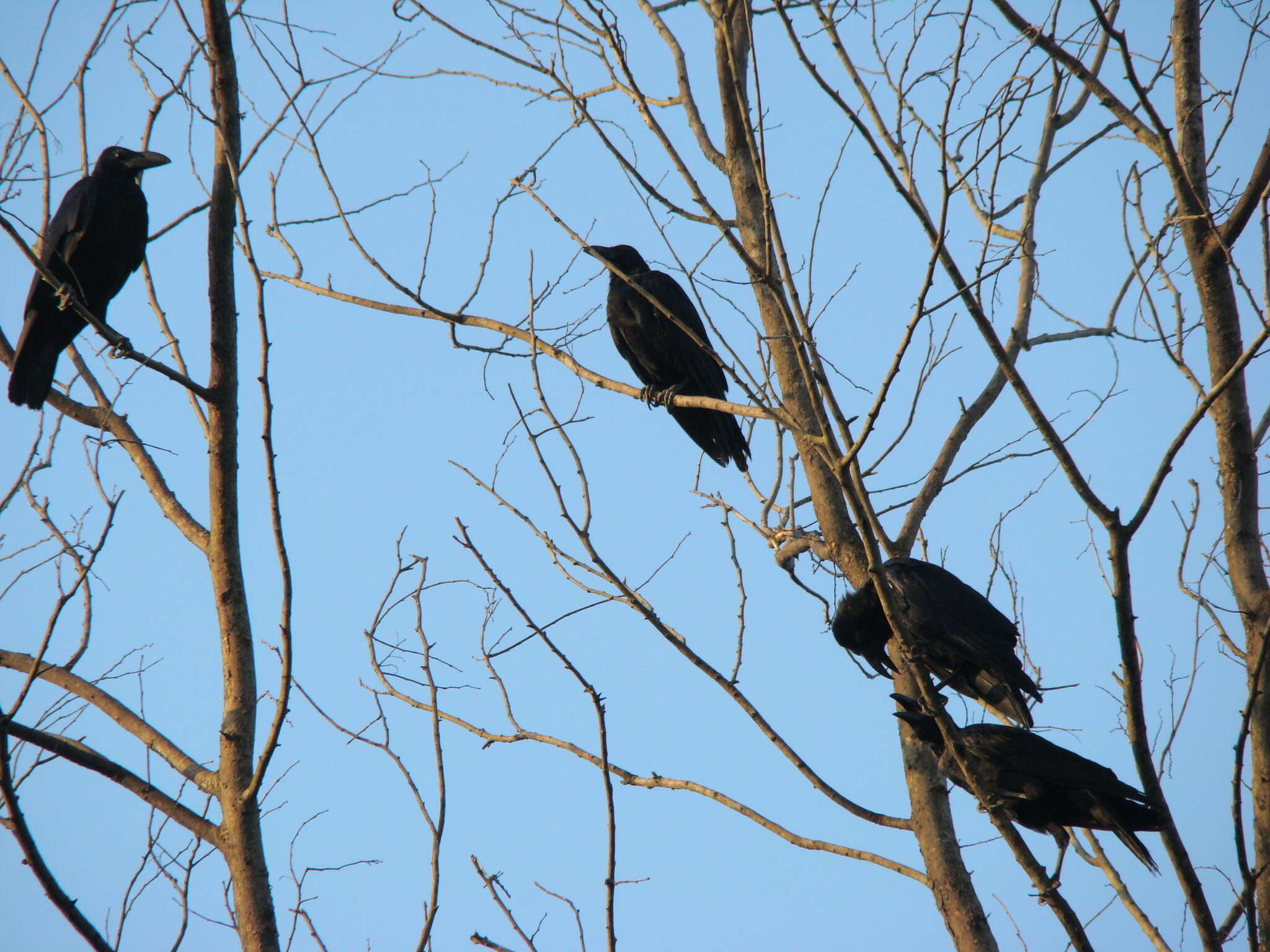 Imagem de Corvus levaillantii Lesson & R 1831