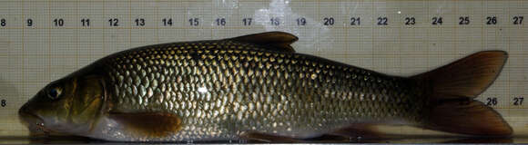 Image of Ebro Barbel