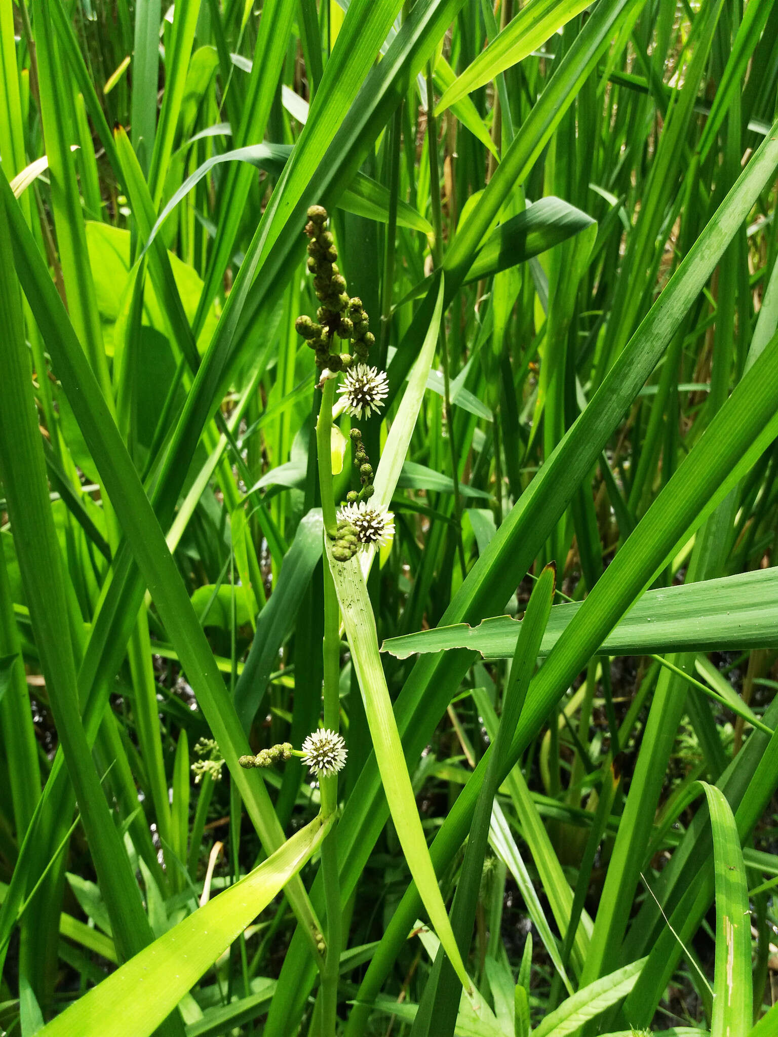 Image of Branched Bur-reed