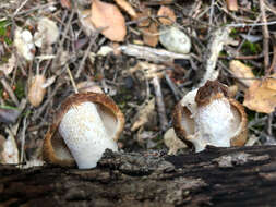 Image of Polyporus mcmurphyi Murrill 1915