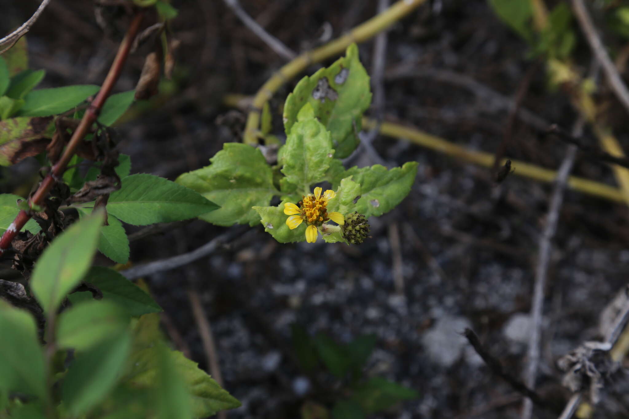 Image of Melanthera robusta (Makino) K. Ohashi & H. Ohashi