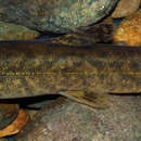 Image of Lanquedoc stone loach