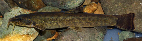 Image of Lanquedoc stone loach