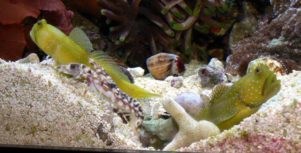 Image of Yellow prawn-goby