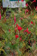 Image of Cypress Vine