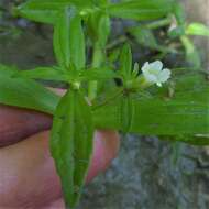 Plancia ëd Gratiola neglecta Torr.