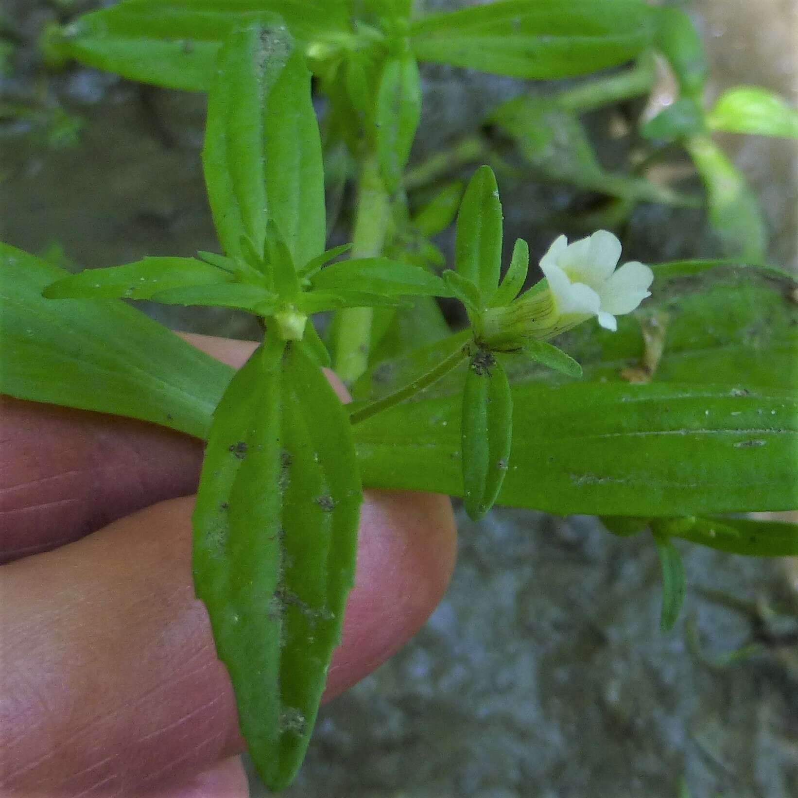 Plancia ëd Gratiola neglecta Torr.