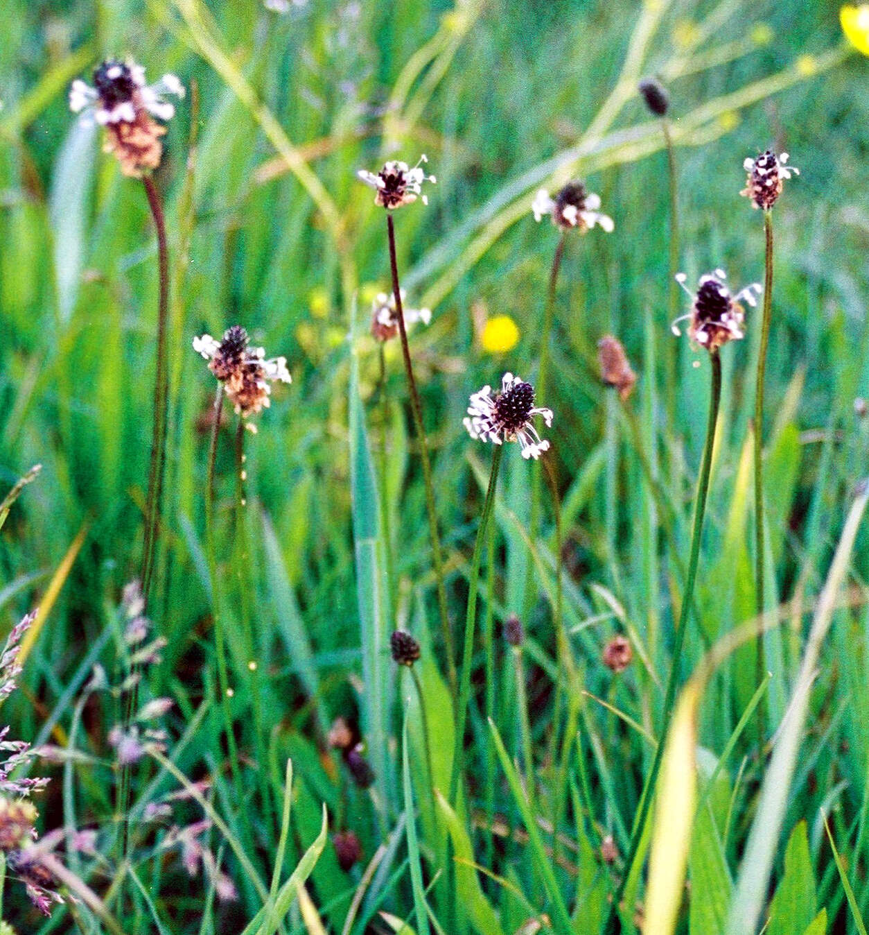 Image of Ribwort Plantain