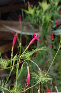 Image of Cypress Vine