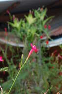 Image of Cypress Vine