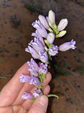 Image of southwestern beardtongue