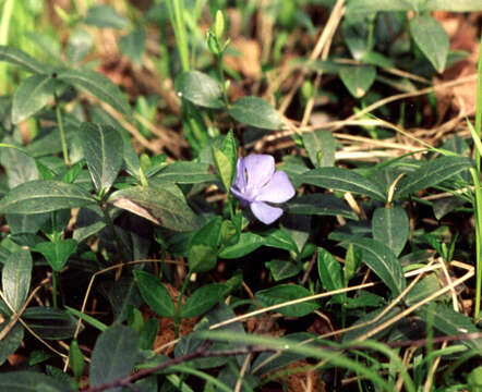 Image of Common Periwinkle