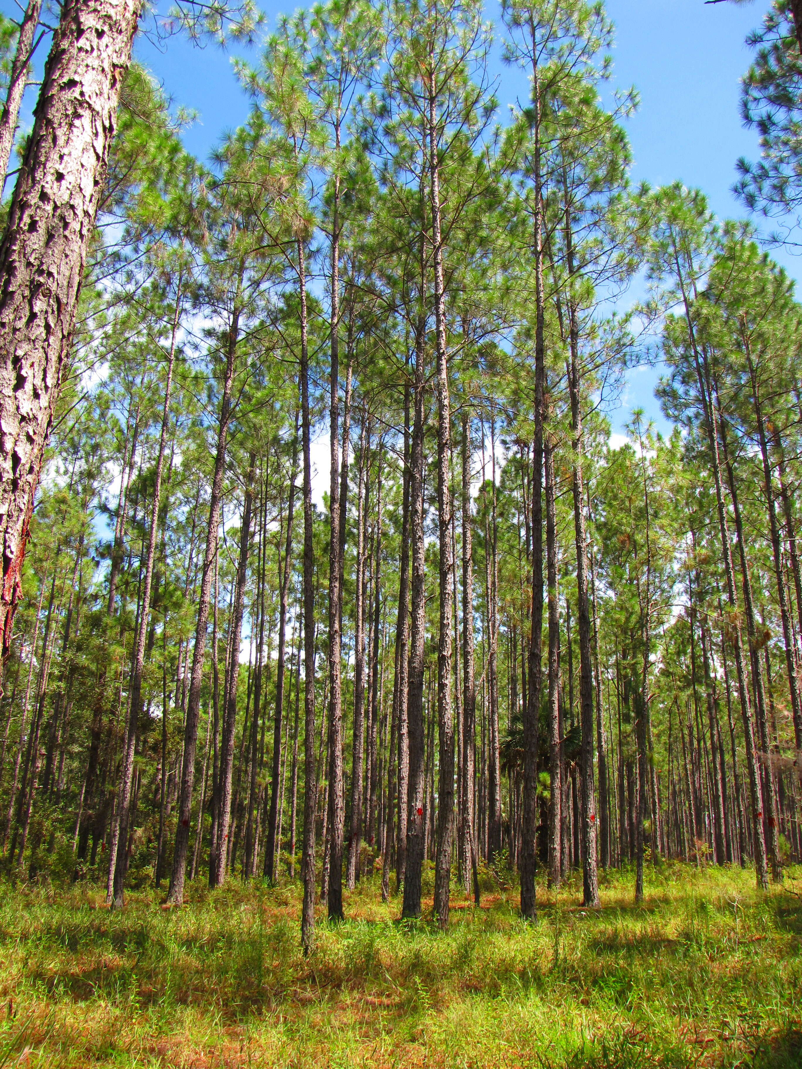 Image of Slash Pine