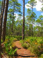 Image of Slash Pine