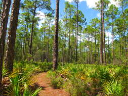 Image of Slash Pine