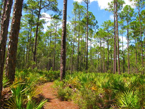 Image of Slash Pine