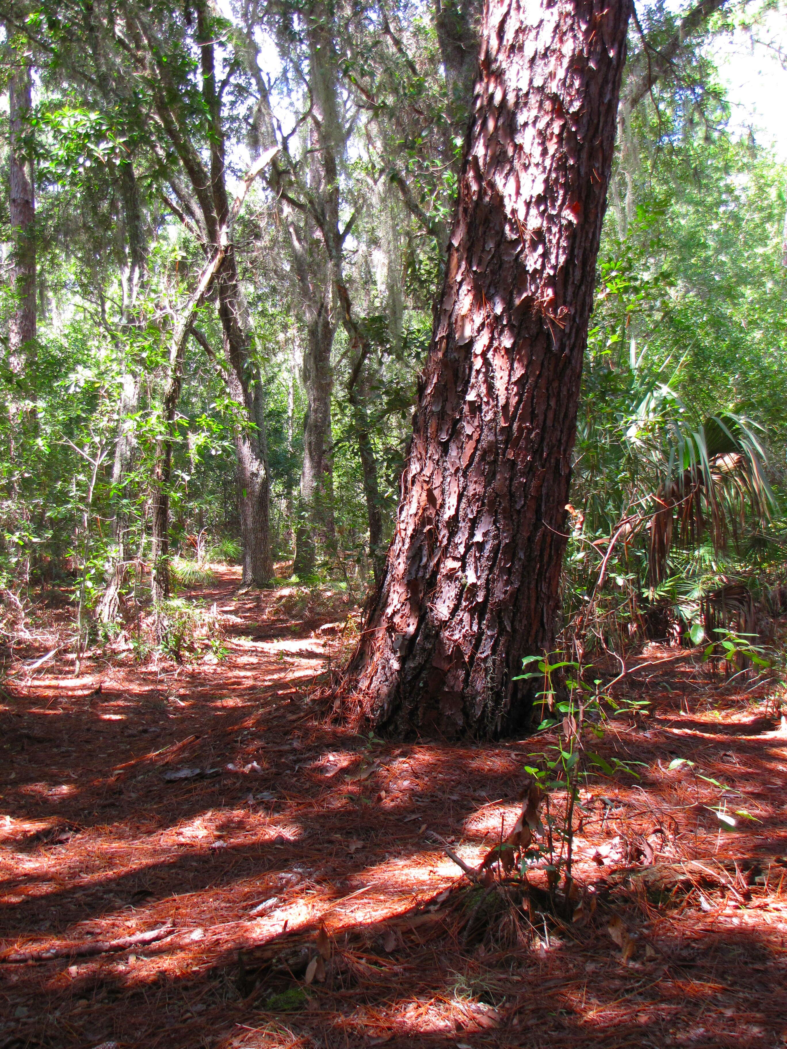 Image of Slash Pine