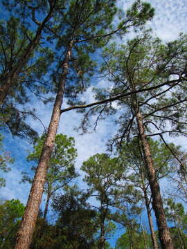 Image of Slash Pine