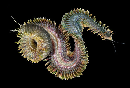 Image of Clam Worm