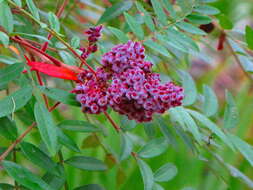 Image de Rhus copallinum