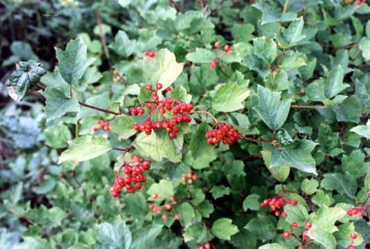 Imagem de Viburnum opulus L.