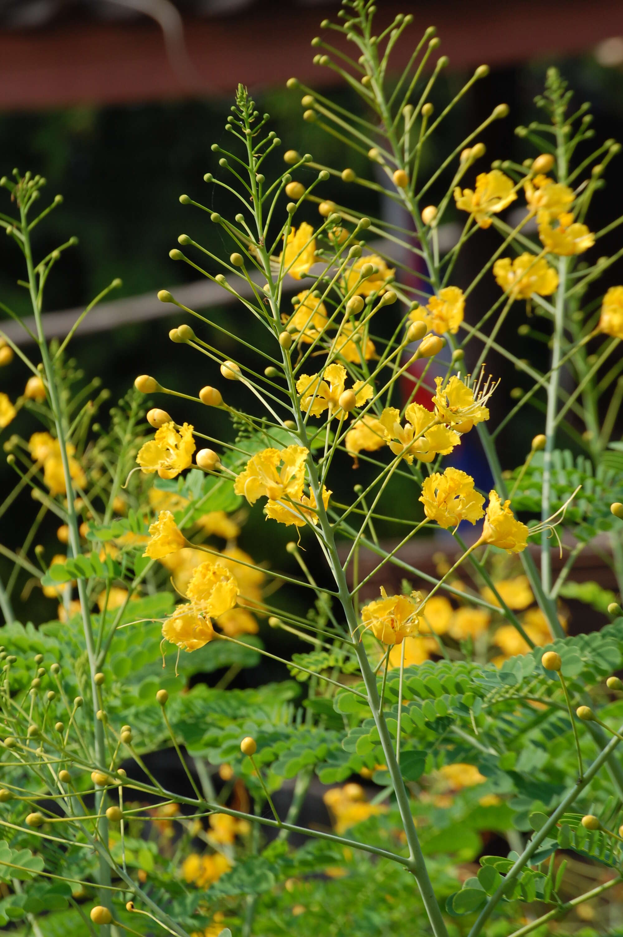 Image of Dwarf Poinciana