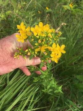 Image of false spotted St. Johnswort