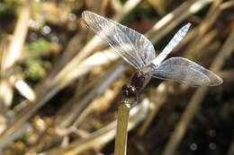 Erythrodiplax connata (Burmeister 1839) resmi