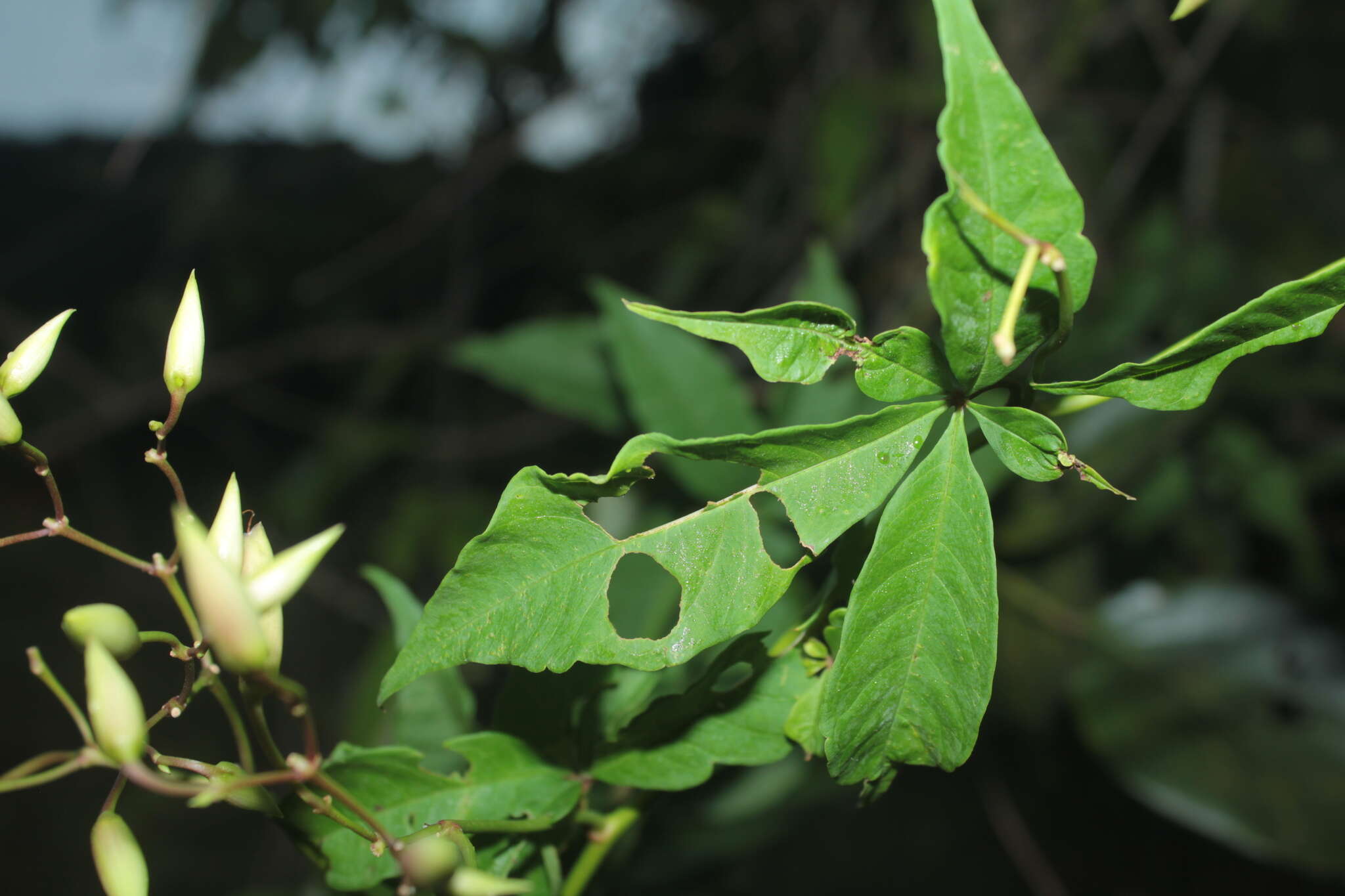 Image of Distimake macrocalyx (Ruiz & Pav.) A. R. Simões & Staples